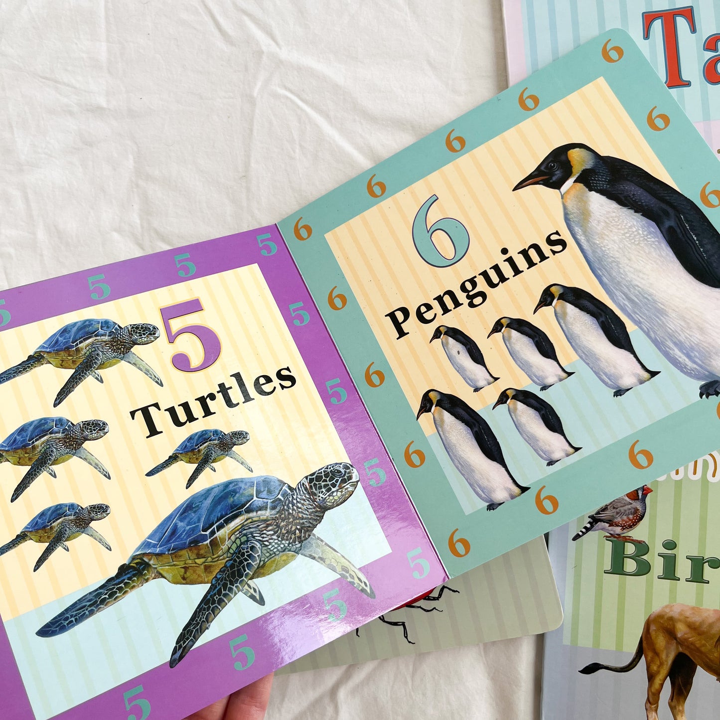 Board book set, medium