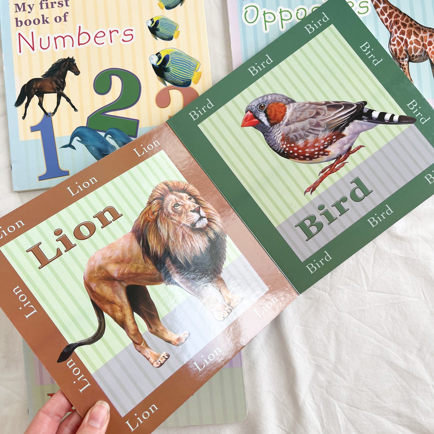 Board book set, medium